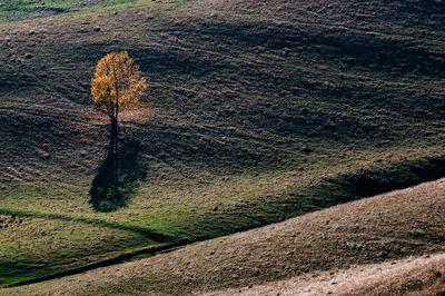 High angle view of trail on land