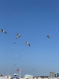 Low angle view of seagulls flying in sky