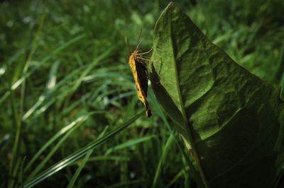 Close-up of insect on leaf