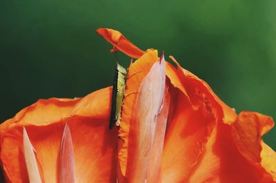 Close-up of orange rose flower