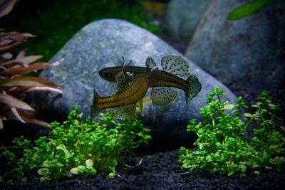 Close-up of fish swimming in aquarium