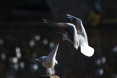 Close-up of seagull