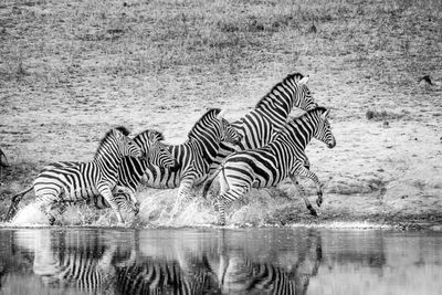 Zebra running from lake