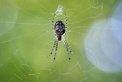 Close-up of spider on web