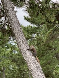 Low angle view of lizard on a tree