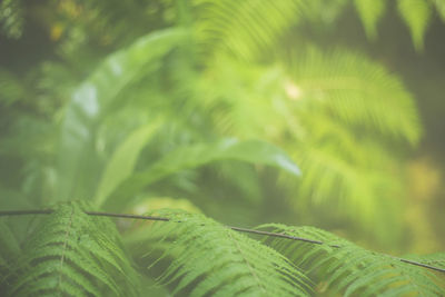 Close-up of fern leaves