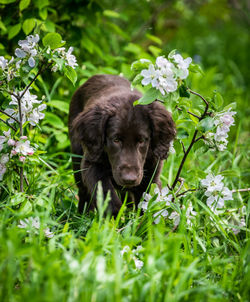 Portrait of dog on field