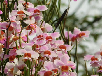 Close-up of pink flowering plants