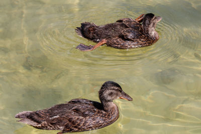 High angle view of duck swimming in lake