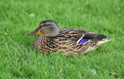 Mallard duck on field