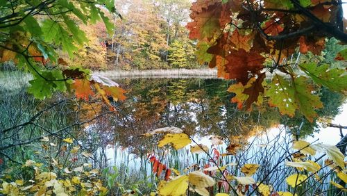 Close-up of yellow maple leaves on tree by lake