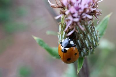 Close-up of ladybug on flower