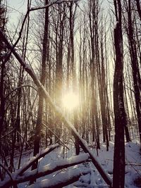 Sun shining through trees during winter