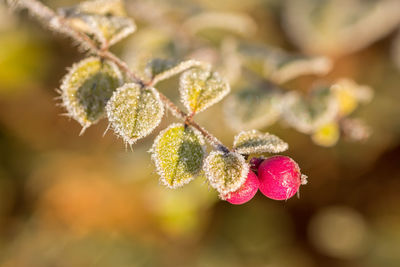 Close-up of frost on plant