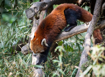 Close-up of a squirrel on tree