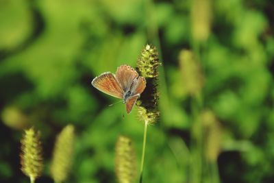 Close-up of butterfly pollinating on flower