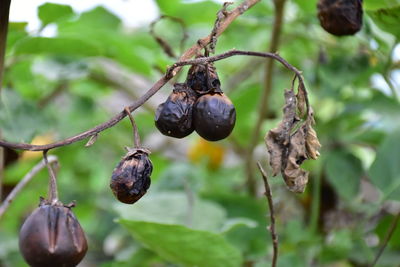 Close-up of berries growing on tree