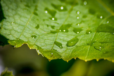 Close-up of water drops on leaf