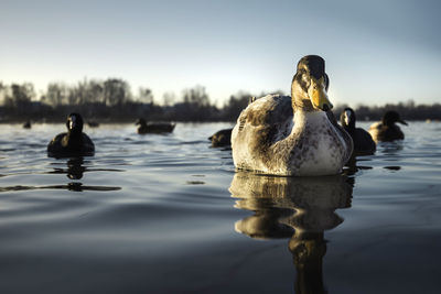 View of swans swimming in lake