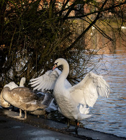 View of birds in the winter