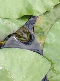 High angle view of fish swimming in water