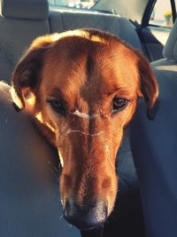 Close-up portrait of a dog