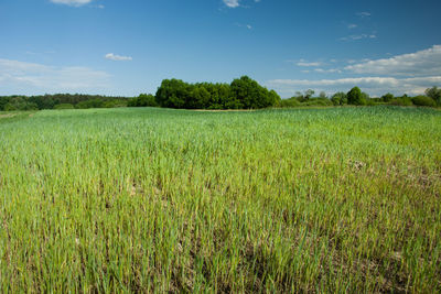 Scenic view of agricultural field against sky