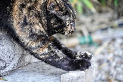 Close-up of a cat