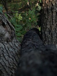 Close-up of tree trunk in forest