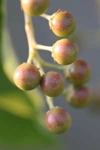 Close-up of fruits on tree