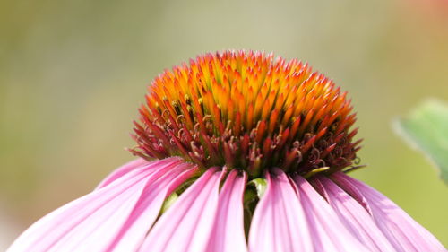 Close-up of pink flowers