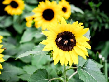 Close-up of honey bee on sunflower