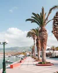 Palm tree by street against sky