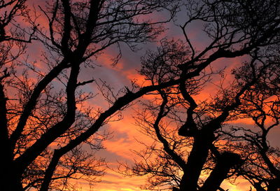 Low angle view of silhouette trees against dramatic sky