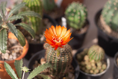 Close-up of orange cactus flower pot