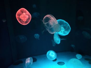 Jellyfish in aquarium