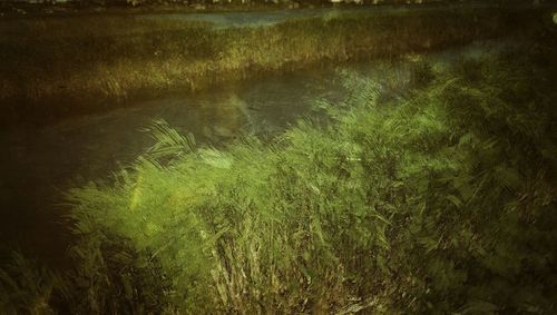 Grass growing on field