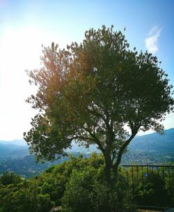 Tree against sky