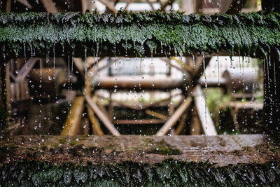 Water dripping from moss covered waterwheel