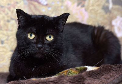 Close-up portrait of black cat