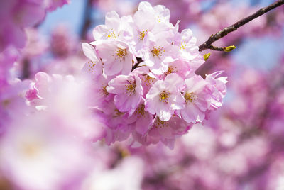 Close-up of pink flower tree