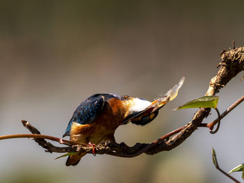 Close-up of bird perching on branch