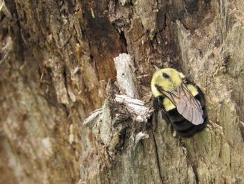 Close-up of insect on tree trunk