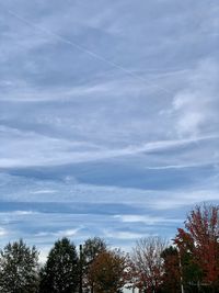 Low angle view of trees against sky