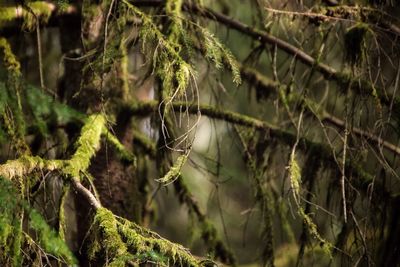 Close-up of moss growing in forest