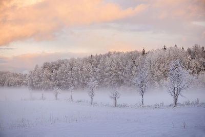 Trees covered in frost, beautiful snowy winter landscape, soft pastel colors