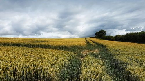 Scenic view of agricultural field against sky