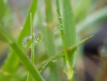 Close-up of wet grass