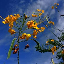 Low angle view of yellow flowering plant against sky