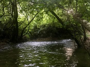 Scenic view of river amidst trees in forest
